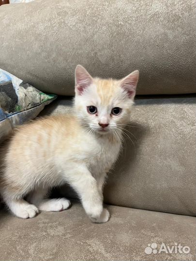 Котята