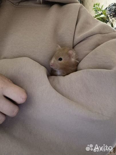 Сирийский хомяк с клеткой