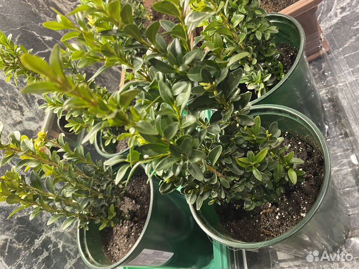 Самшит вечнозеленый