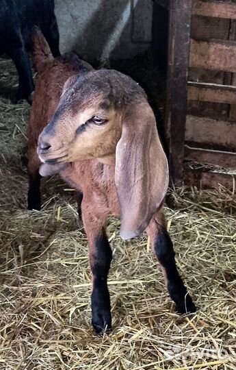 Англо нубийские козлята