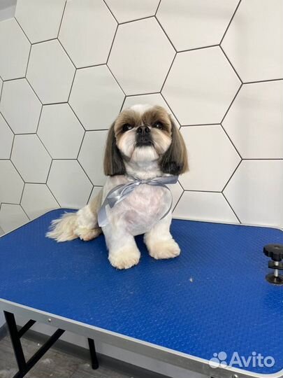 Бесплатная стрижка собак