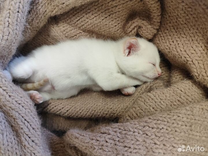 Белый котенок девочка басплатно