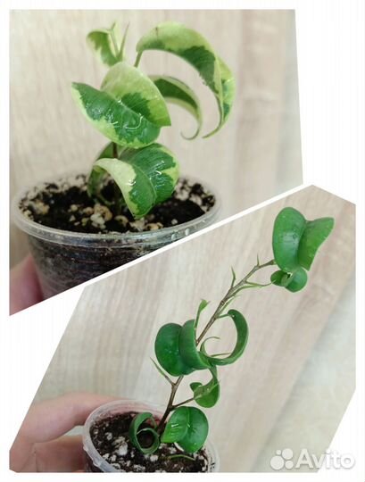 Сортовые фикусы часть 2