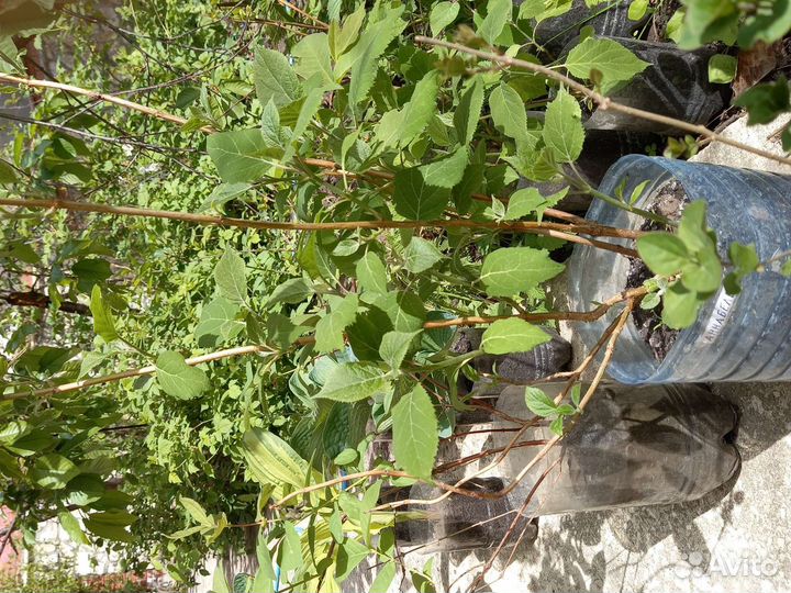 Рассада гортензии