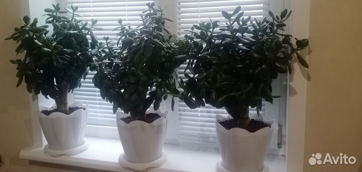 Крассула (толстянка)