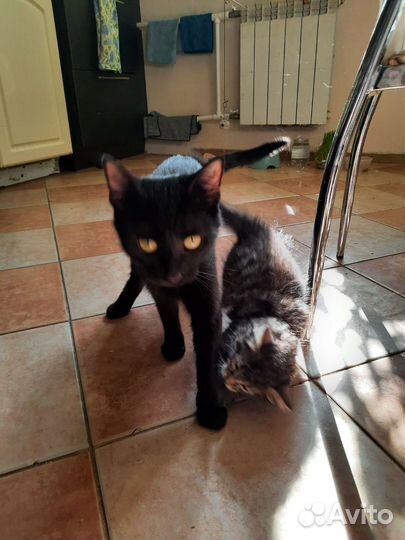 Котенок мальчик ищет дом