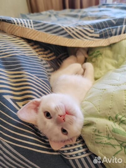Кошка