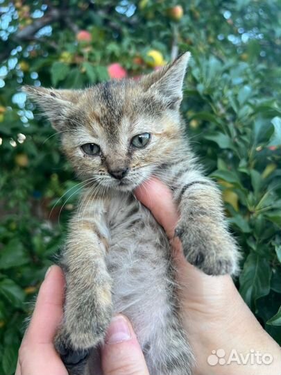 Котята