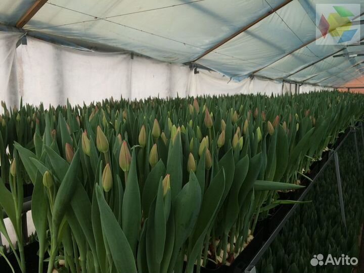 Тюльпаны к 8 марта опт