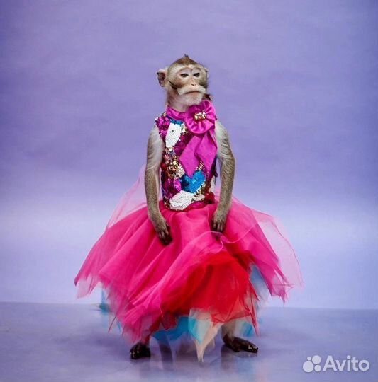 Аниматор фокусник