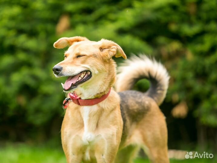 Собаки бесплатно