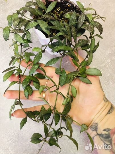 Хойя лакуноза (мини лист)