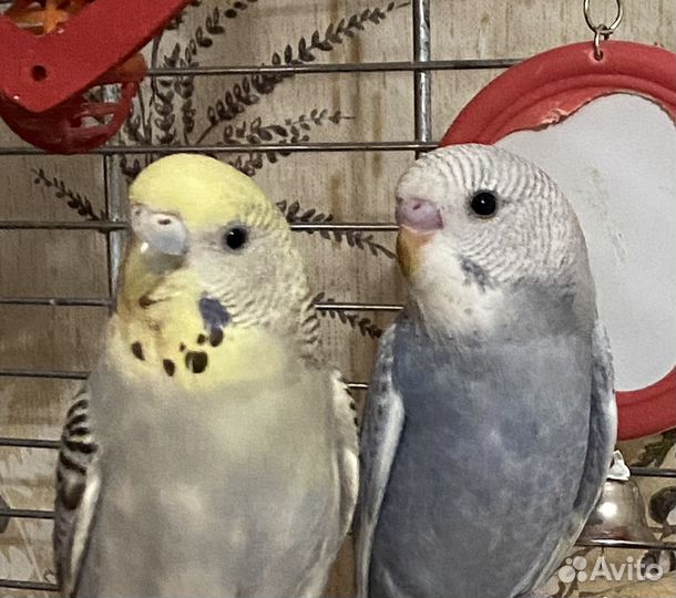 Волнистый попугай, амадины, корелла