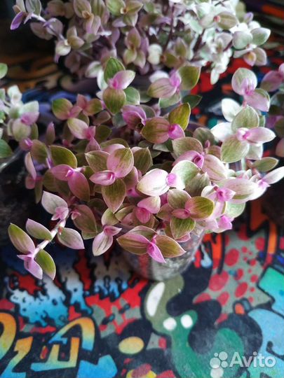 Коллизия розовая