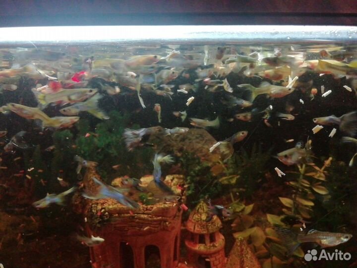 Рыбки гуппи