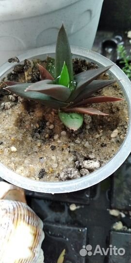 Коллекционные суккуленты