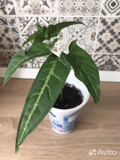 Сингониумы