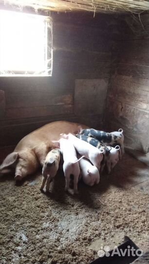 Продам поросят