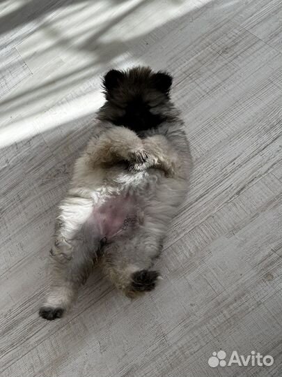 Вольфшпиц кеесхонд-внук чемпиона Америки