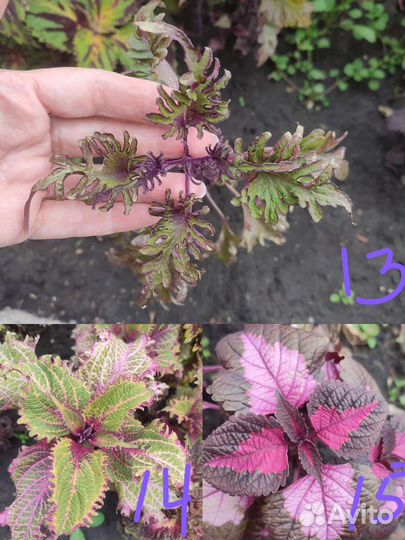 Колеусы сортовые