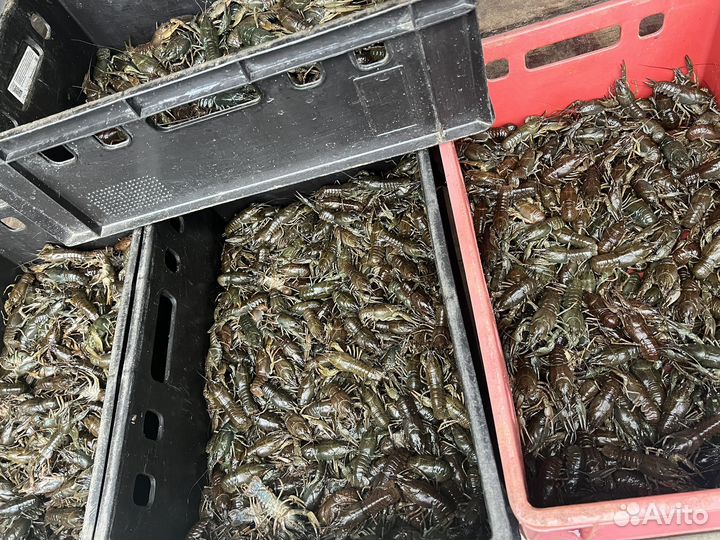 Живые раки Ст. Филоновская