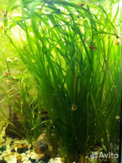 Аквариумная рыбка