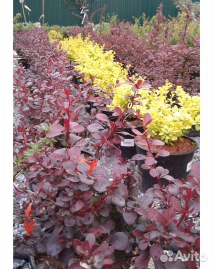 Саженцы барбариса