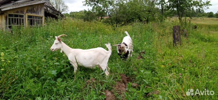 Коза дойная