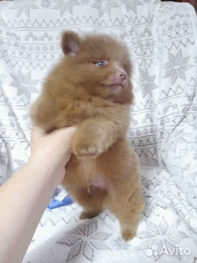 Девочка шпица