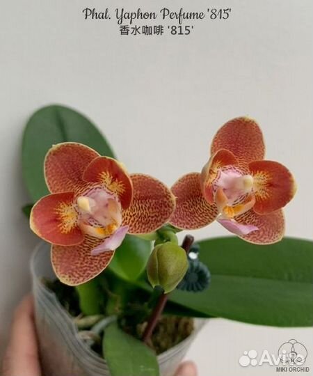 Орхидея Phal. Yaphon Perfume '815' ароматный