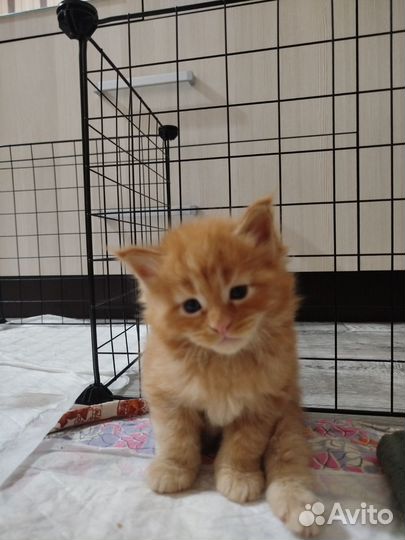 Котята мейн-кун