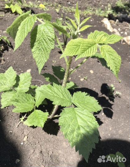 Саженцы малины