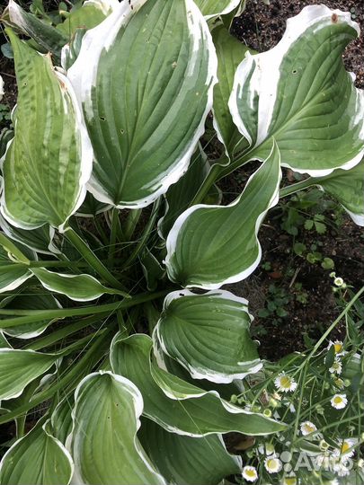 Хосты-королевы тенистого сада