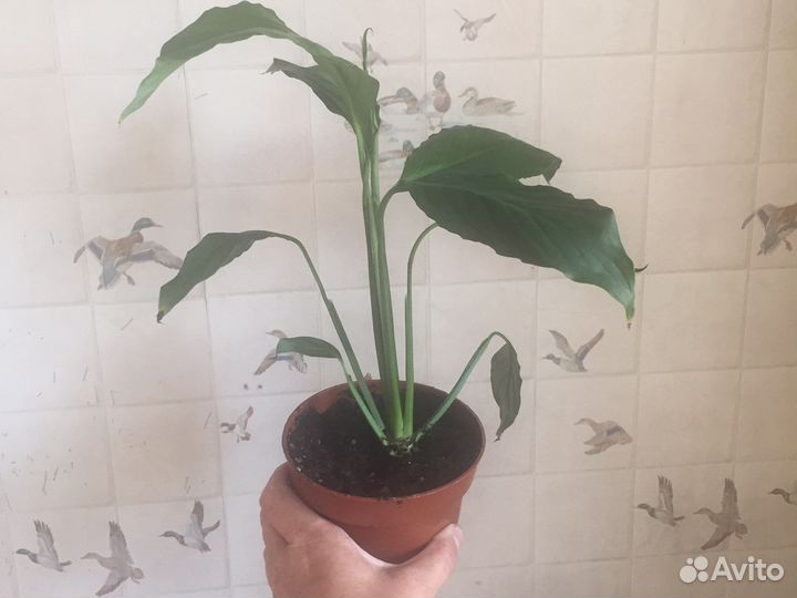 Спатифиллум - женское счастье