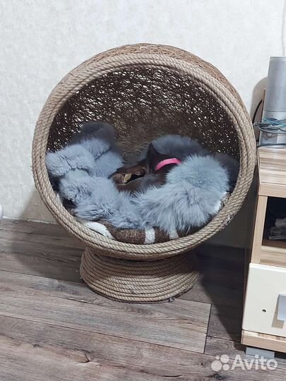 Домик для кошечки или собаки