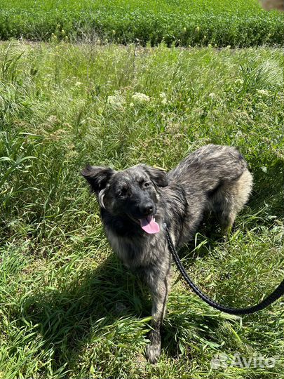 Красивейшая собака ищет дом