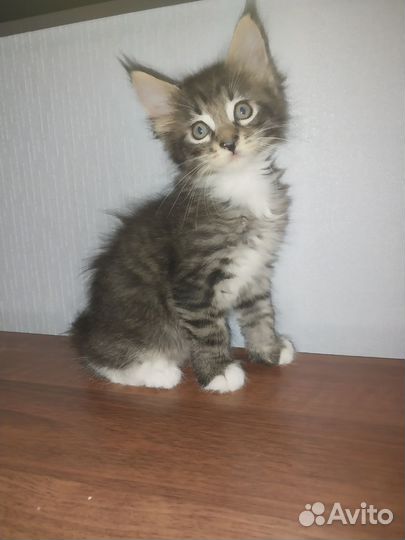 Котята мейн-кун