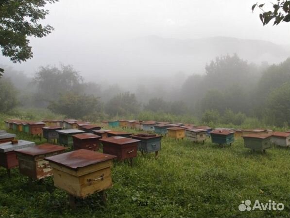 Мед 2024 года Алтайский опт