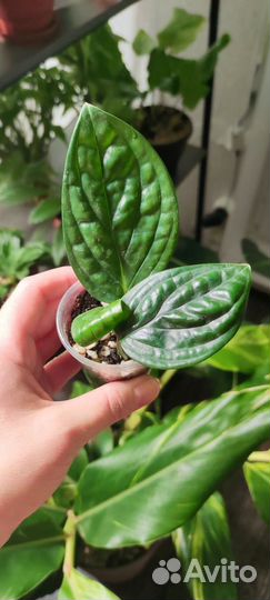 Эпипремнум марбл планет