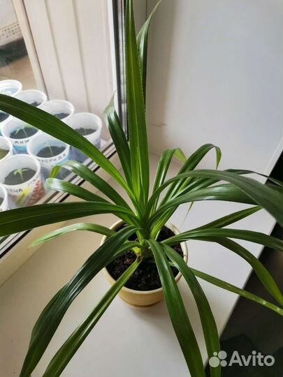 Пальма Панданус