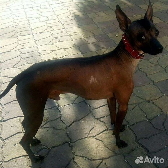 Собаки бесплатно в добрые руки