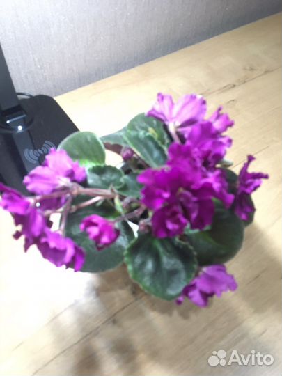 Фиалка взрослая