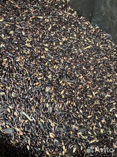 Семена суданской травы элита