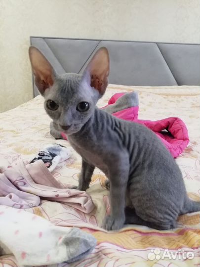 Канадский сфинкс котенок