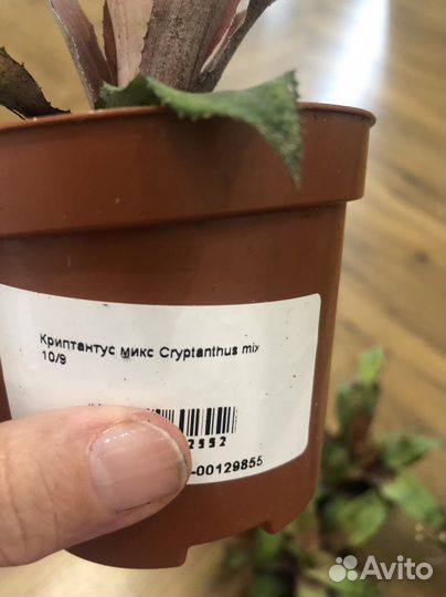 Криптантус