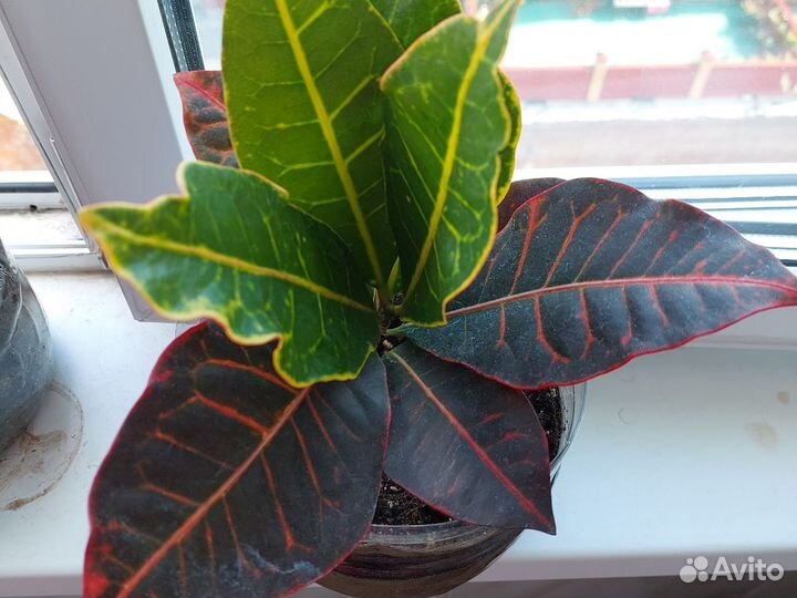 Кодиеум кротонRED(красный)