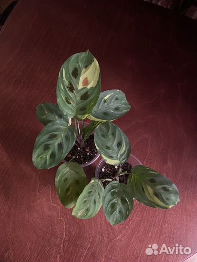 Комнатные растения2