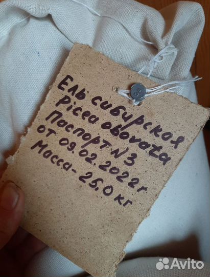 Семена ели обыкновенной