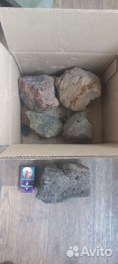 Аквариумная живность Моллинезия Лимия Лава