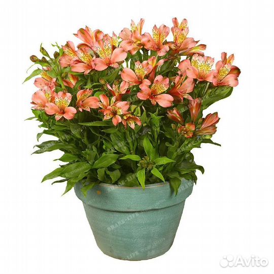 Альстромерия